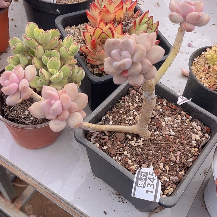 手指美人1345多肉植物
