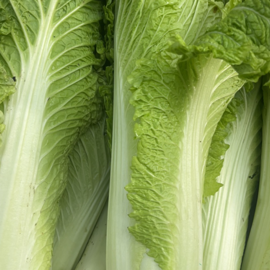 贵州农家露天青口麻叶大白菜