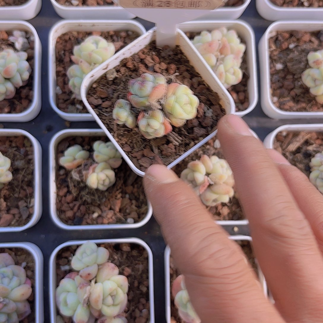 D296冰玉一物一拍