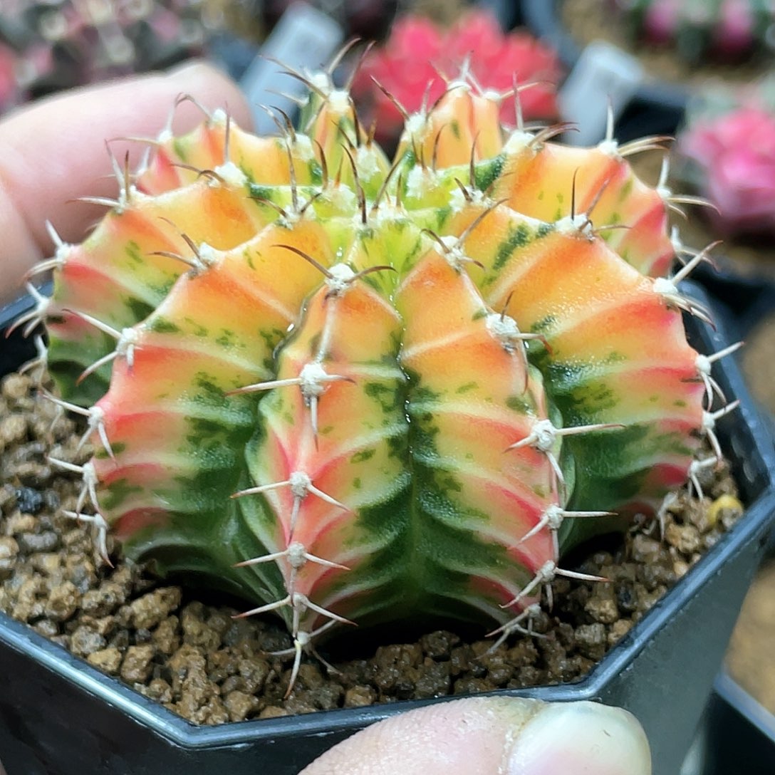 泰系实生根，全品红唇米哈锦