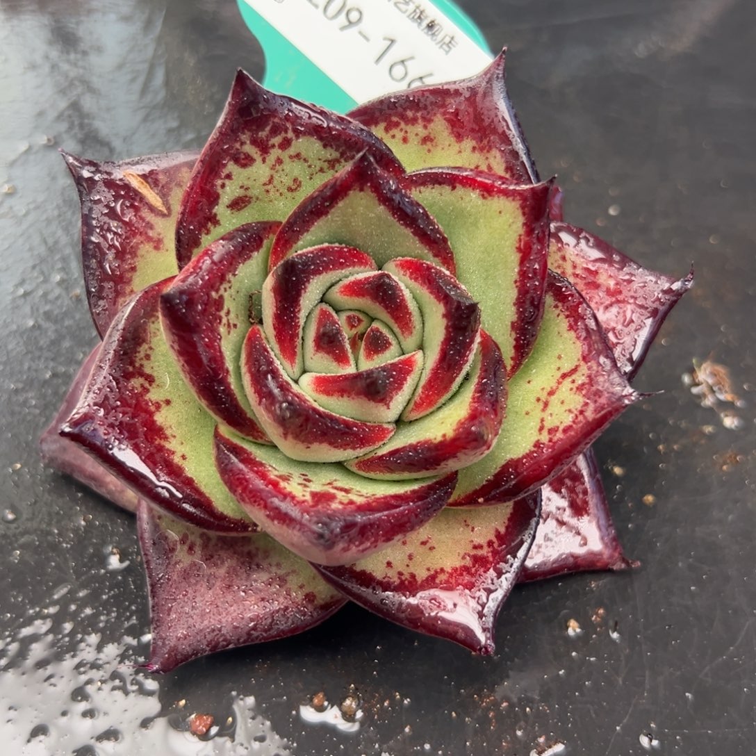 从前慢花园多肉编号1209-166