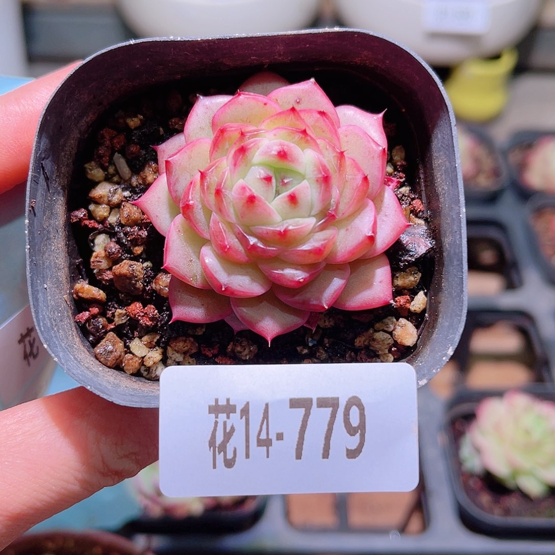 花利美14-779海王