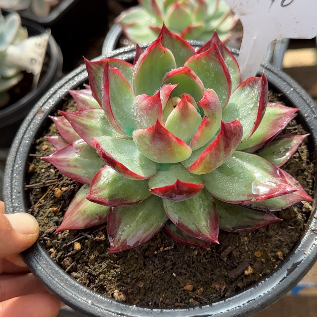 惊鸿一物一拍包装收缩花旱440