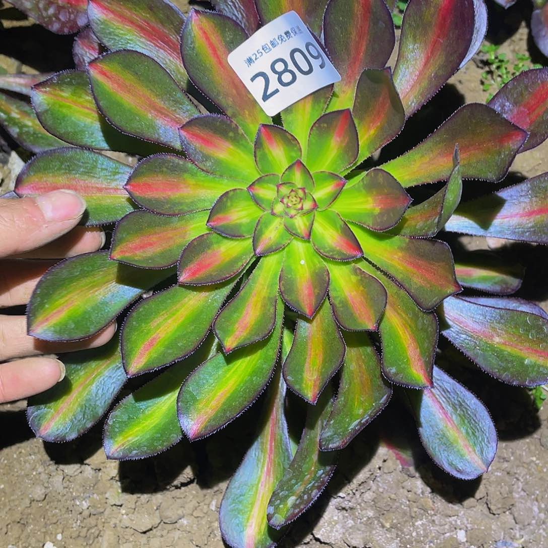 2809晚霞多肉植物