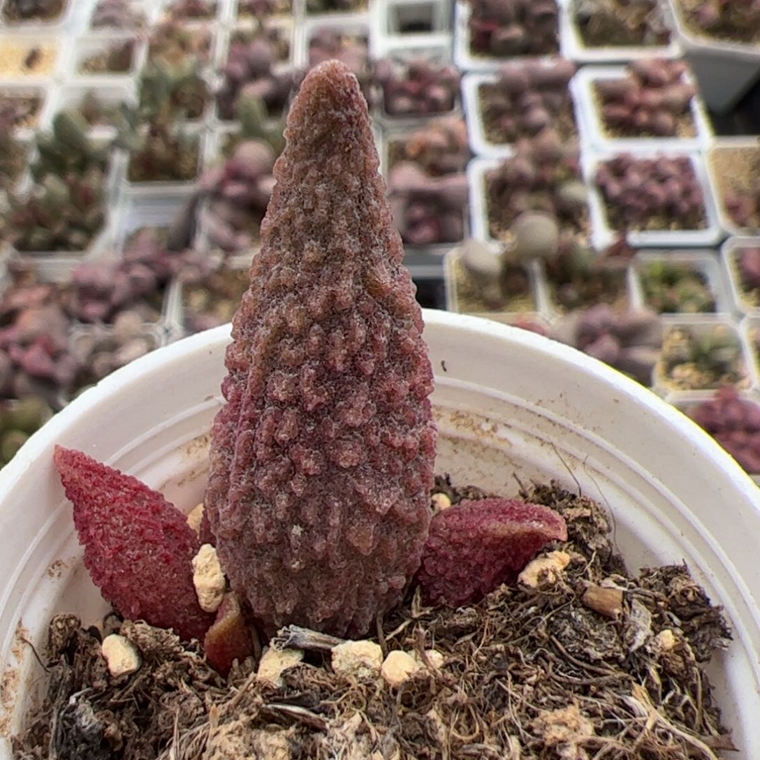 蓝魔大苗多肉植物水泡