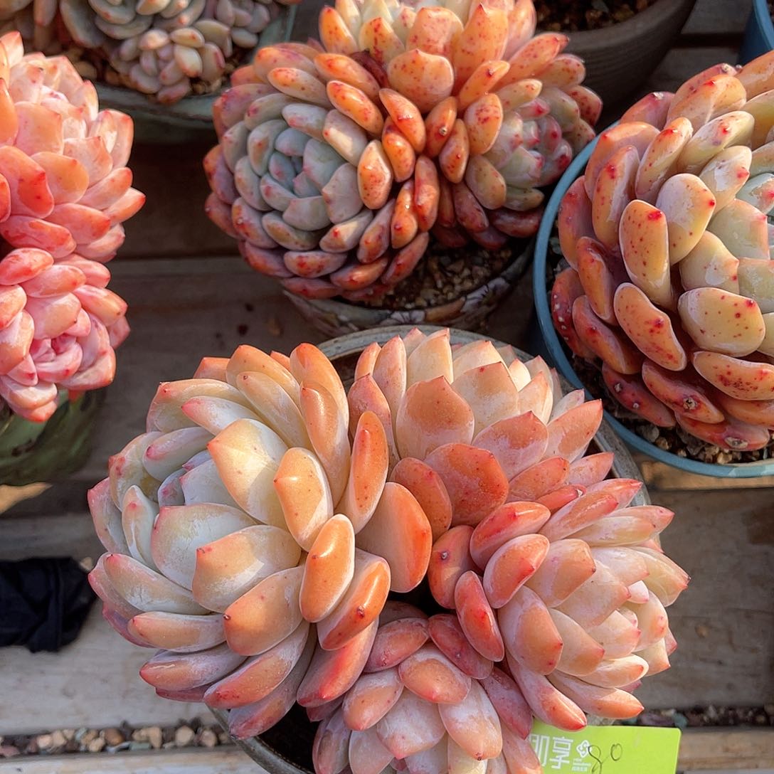 小*班橙梦露大4头脱土