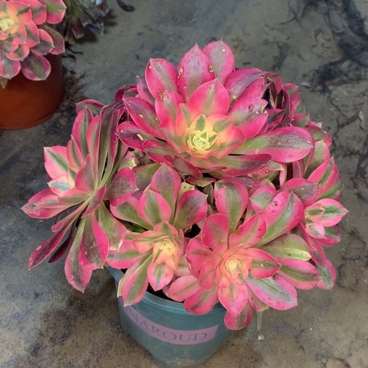 粉女巫多肉植物88 