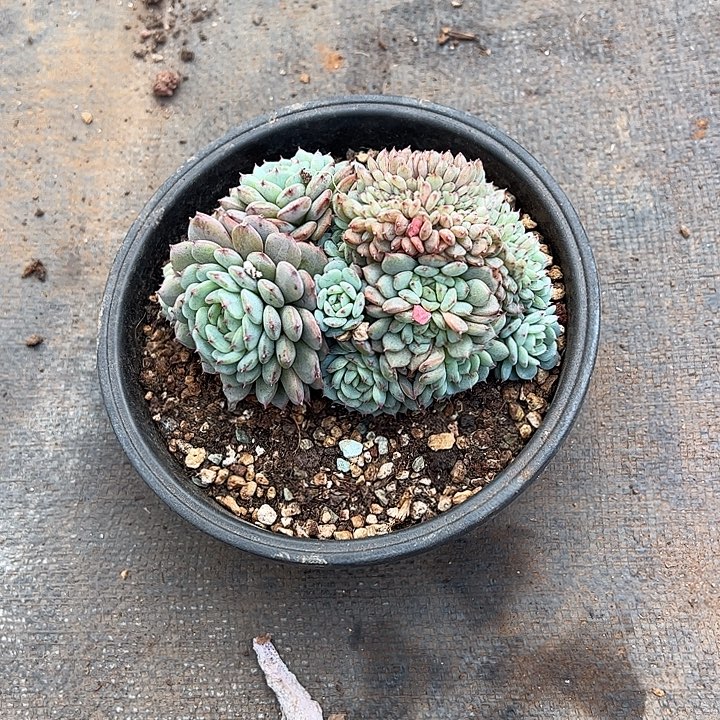 多肉植物组合盆栽