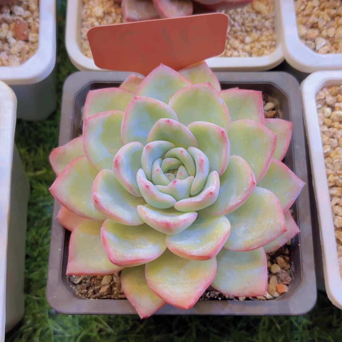 壹***伍云南金致家精品多肉