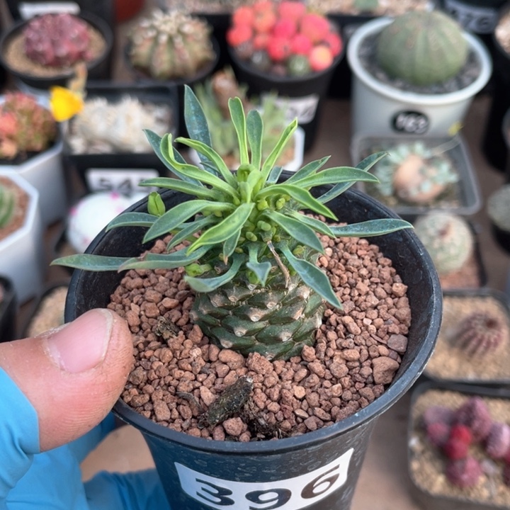 396铁甲麒麟单头