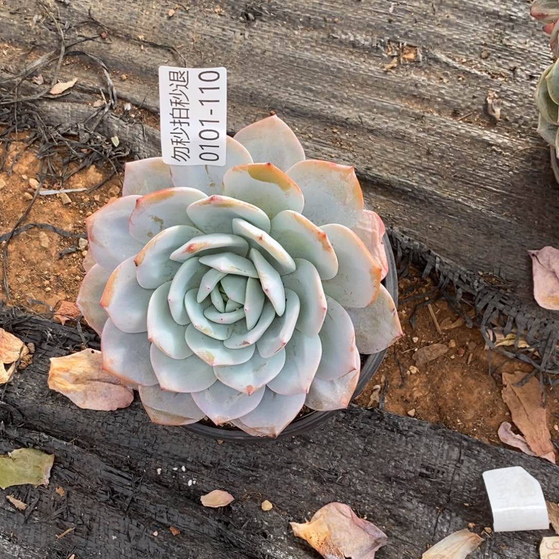 勿秒拍秒退 0101-110奶茶