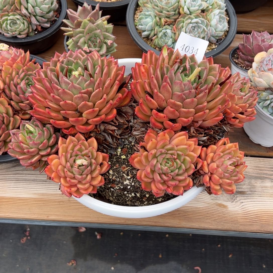 美**美4034多肉多多多多不包整