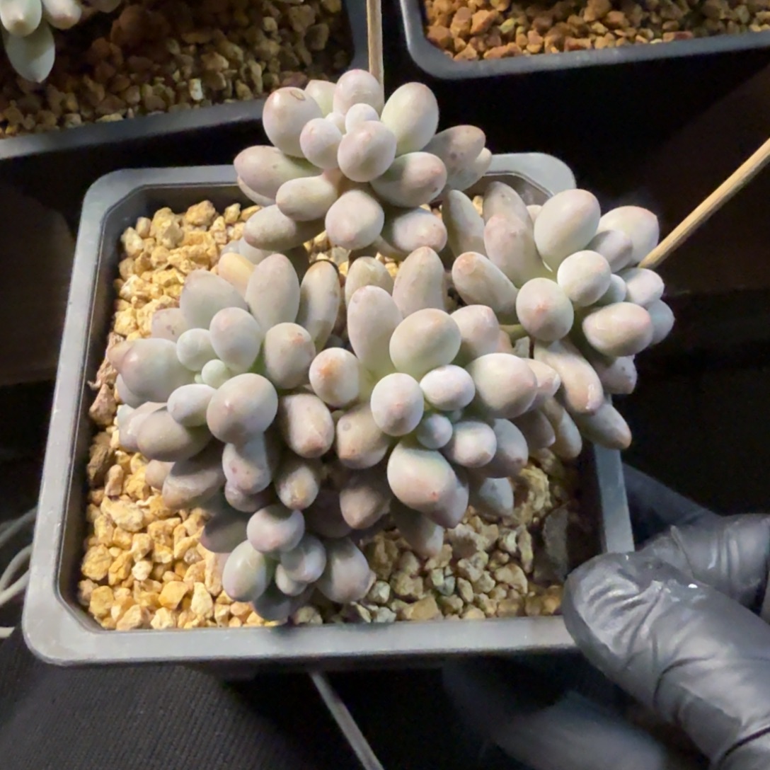 桃花奶222222222222222