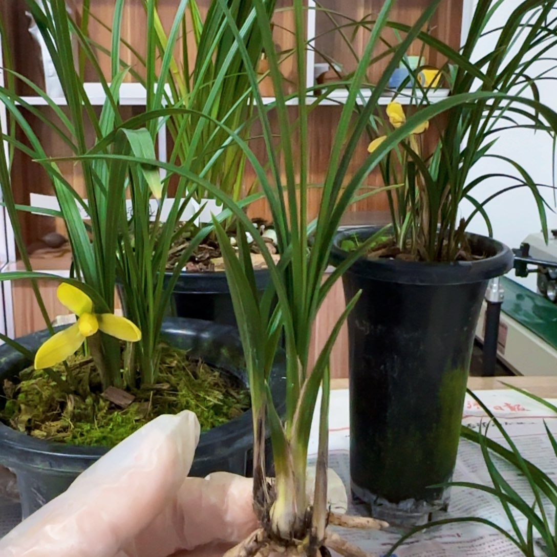 北***东完全开放春兰黄梅