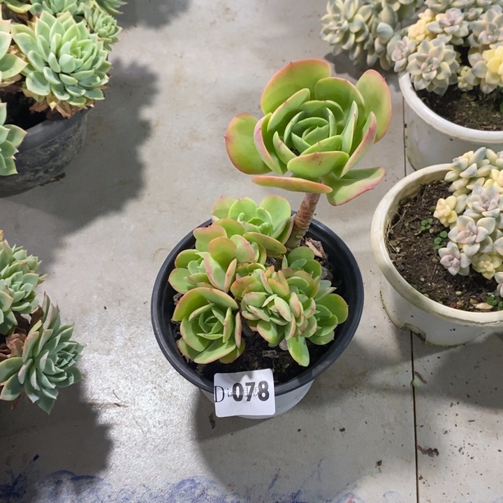 猫***驴078碧桃多肉植物多肉