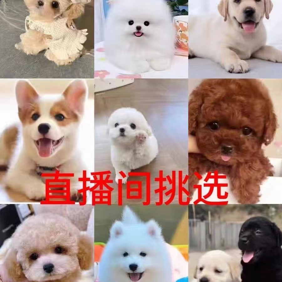 直播间挑选可爱满月小奶狗活体