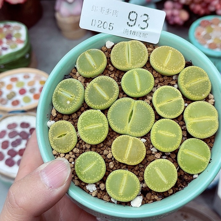 多肉植物生石花5-93