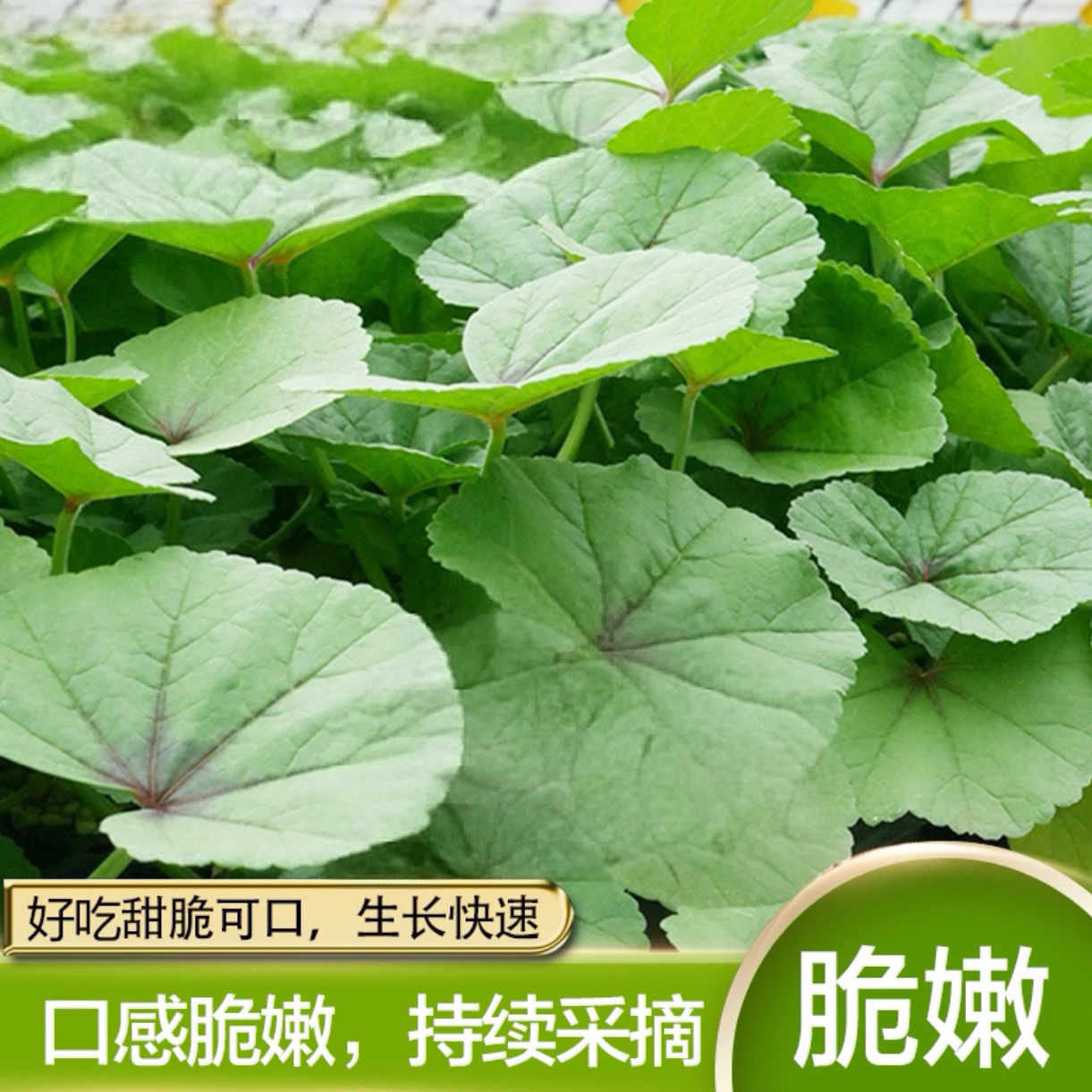 【冬寒菜种子】四季种植阳台花园小院盆栽地栽