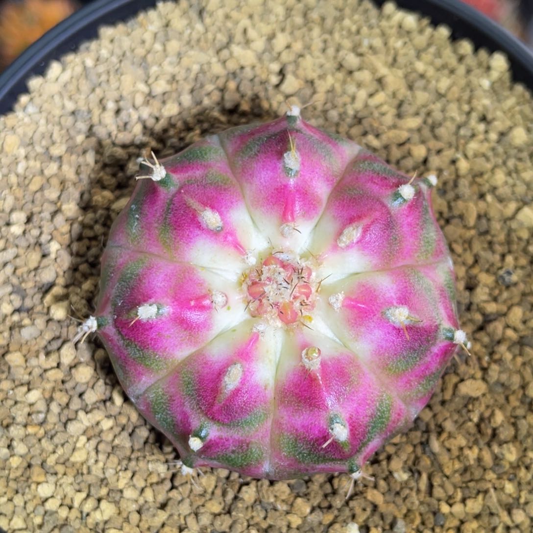 米哈星球0000000001013