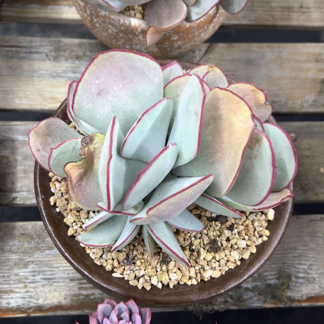 白眉58 零零多肉植物