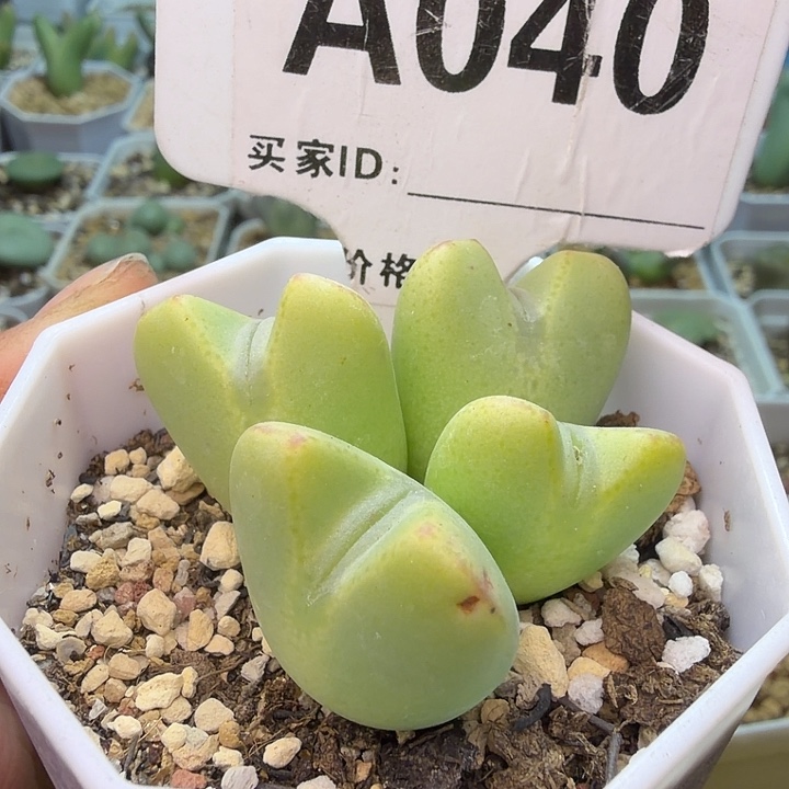 040。紫花少将一盆