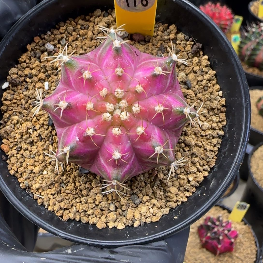 178号泰系实生轮回