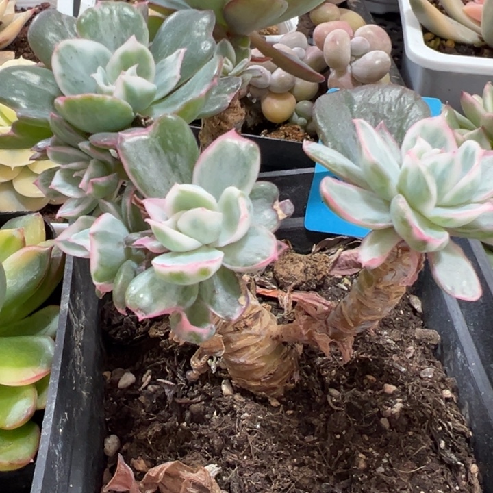 伯克利锦多肉植物361