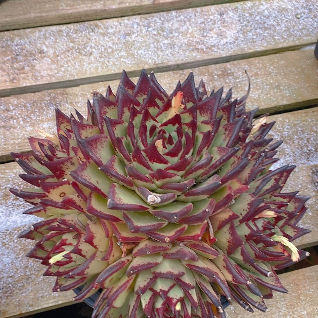 多肉植物血乌木群