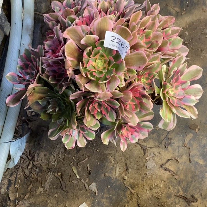 粉初恋多肉断头不包2265