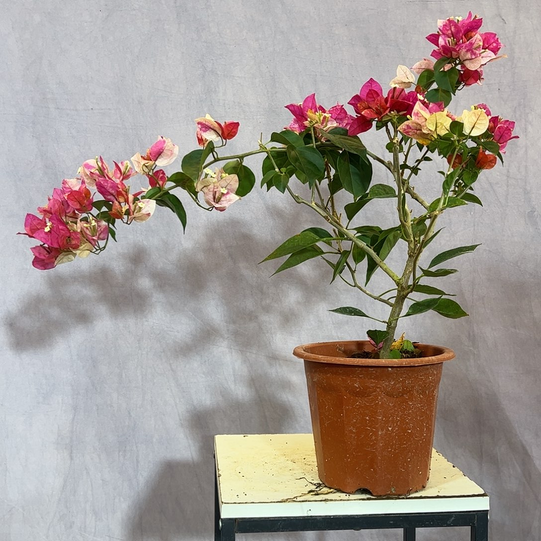 大量花朵（建议范围：8朵-15朵 或40%以上）娆