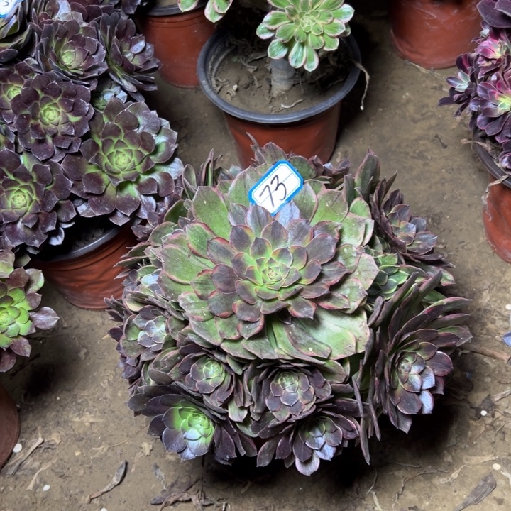 唐***唐多肉植物半夏法师73