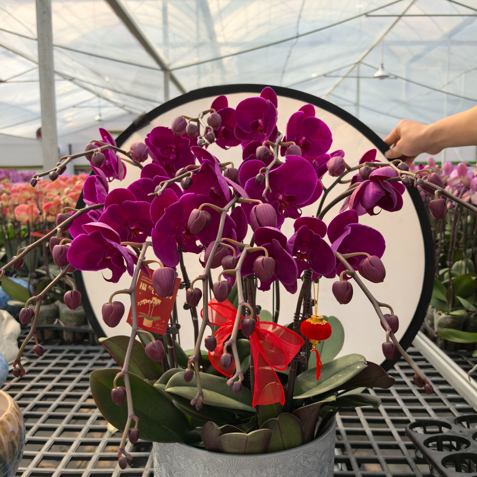 蝴蝶兰花苗盆栽带花剑客厅室内四季好养活植物花卉（红宝石）