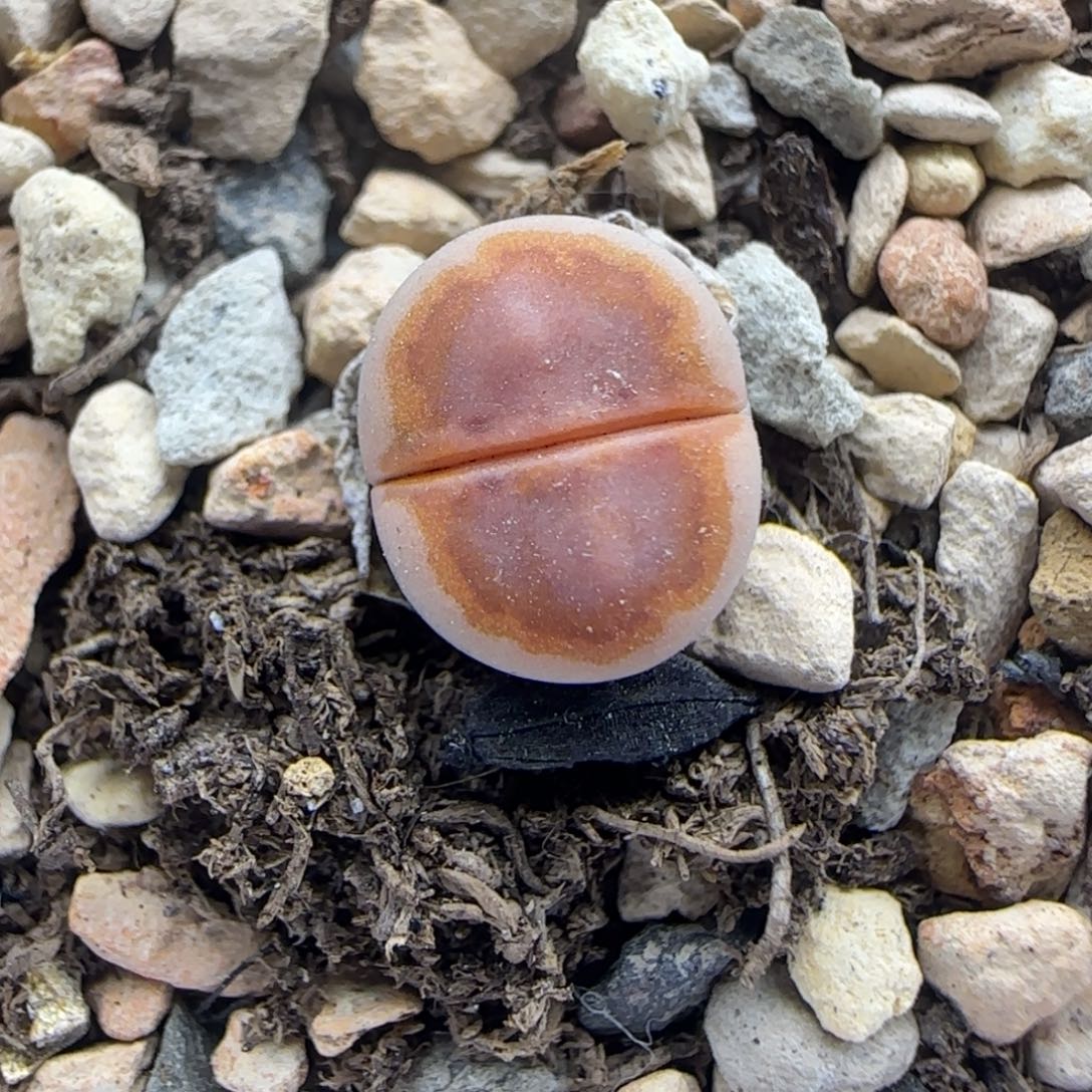 285二蜕小个子黄金饼干