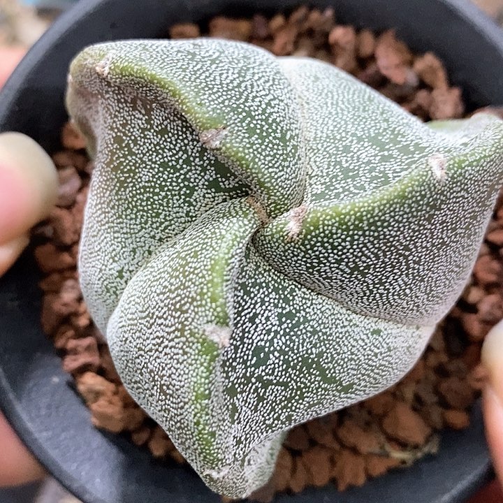 孤品实生超级旋转三角鸾凤玉6.3cm