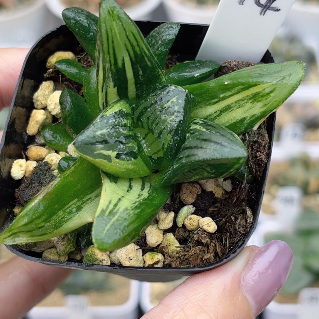 74非组黑肌克锦福利专场