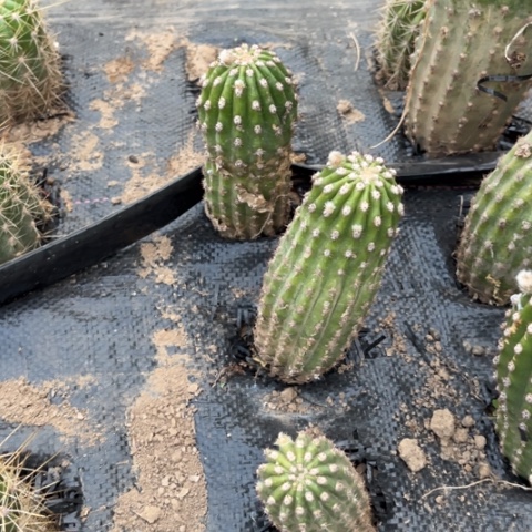 毛花柱仙人超级杏，不包邮