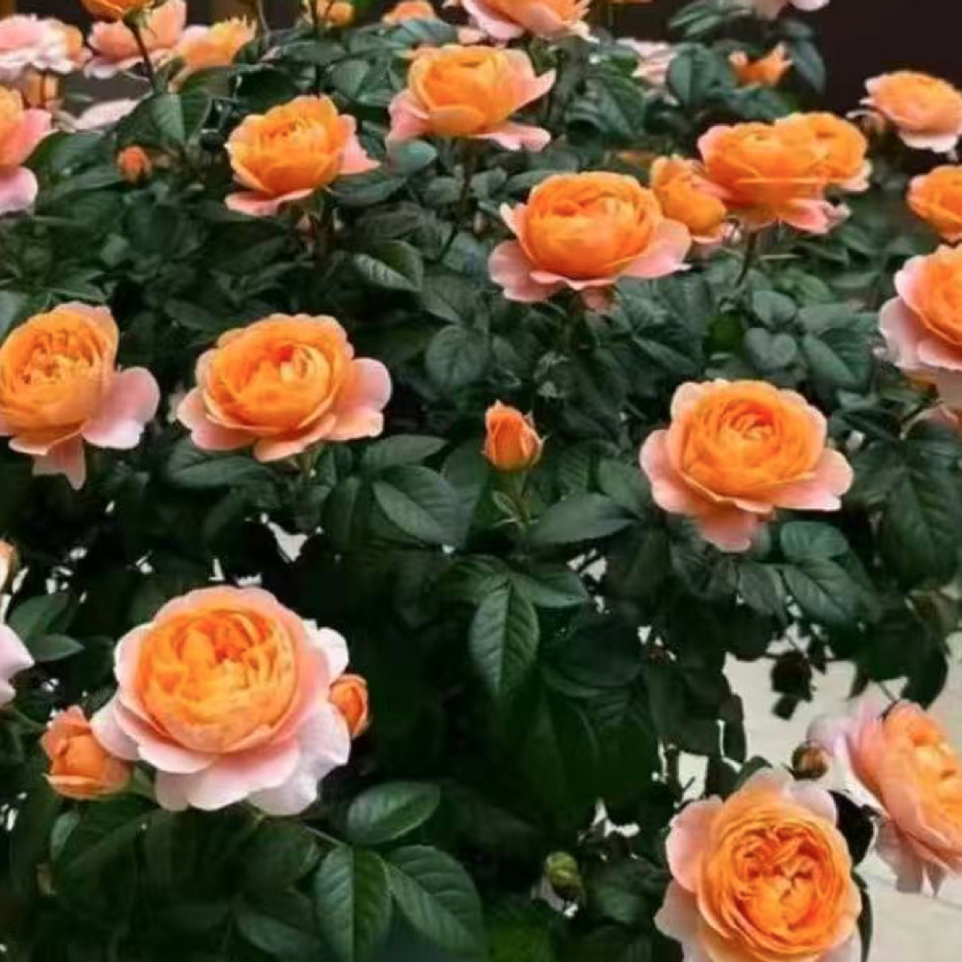 【果汁阳台】新手易养月季四季开花耐寒热阳台庭院花卉爆花苗盆栽