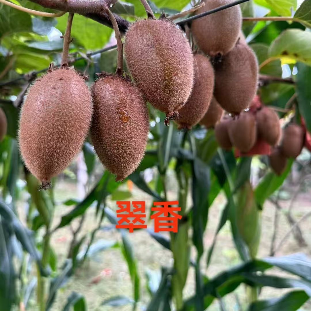 陕西翠香猕猴桃新鲜采摘果肉细腻香甜可口当季水果