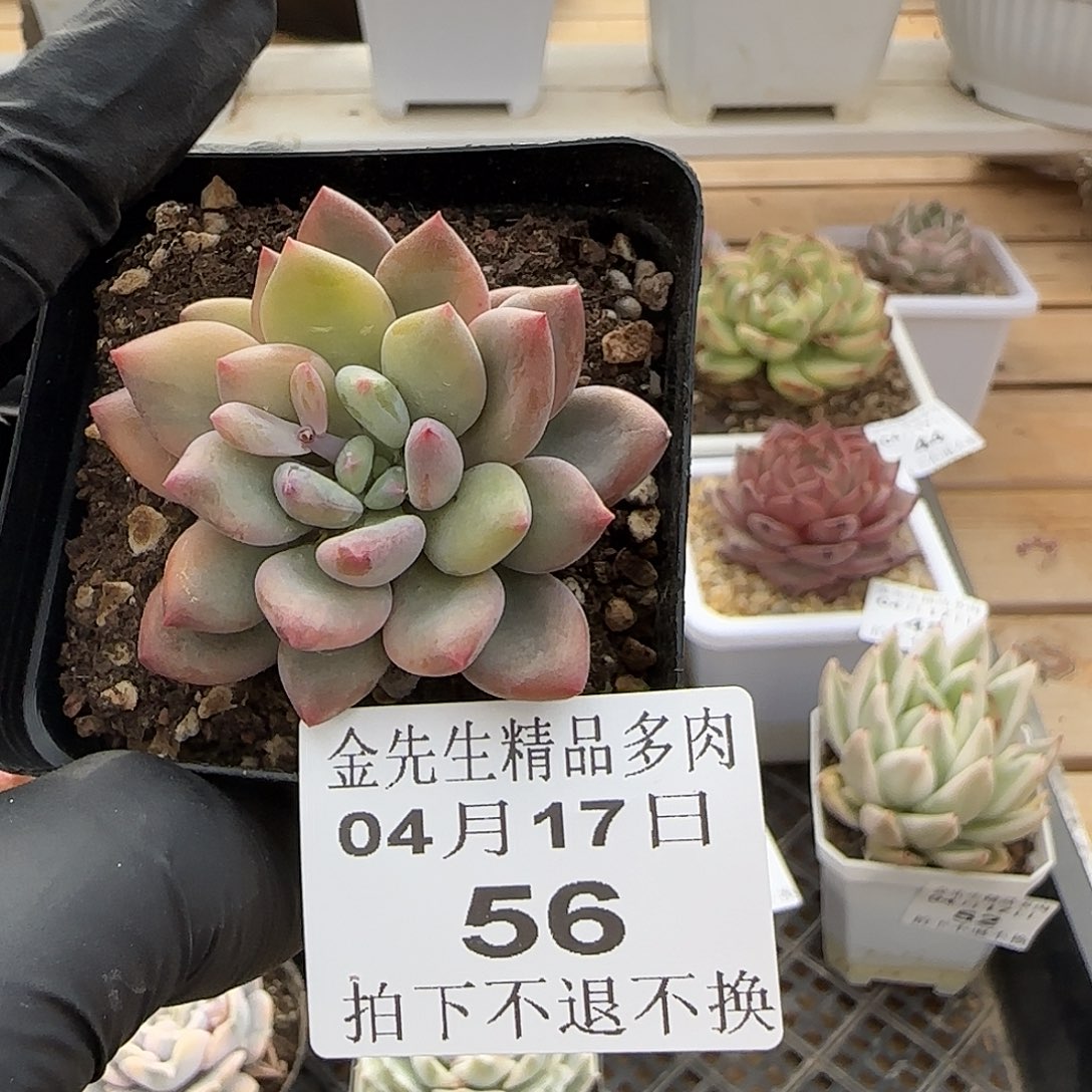 0417-56可爱手指锦