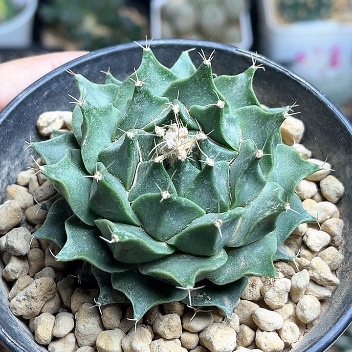 地冠实生球6公分