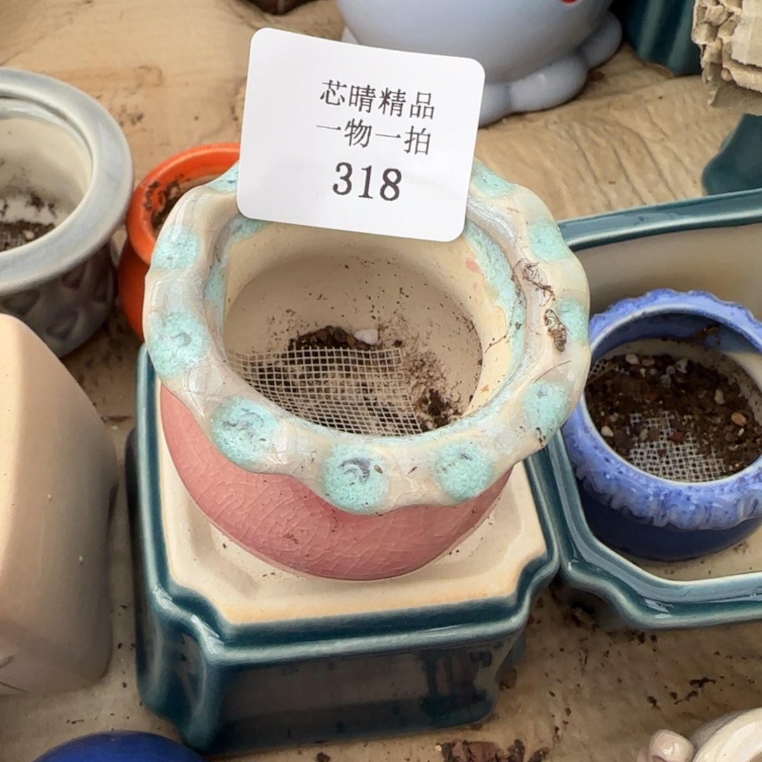 闪购精品多肉318号