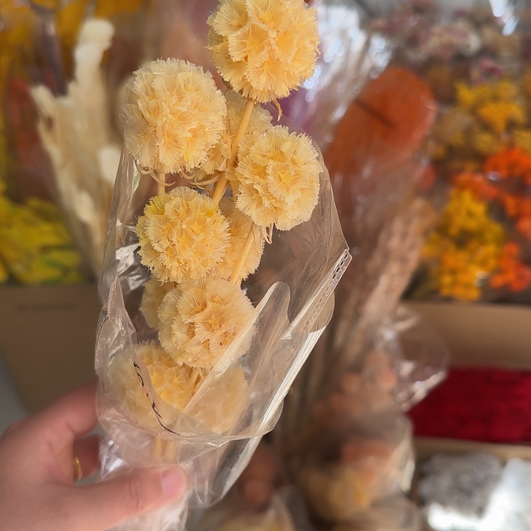 K20号风车果香槟色1把