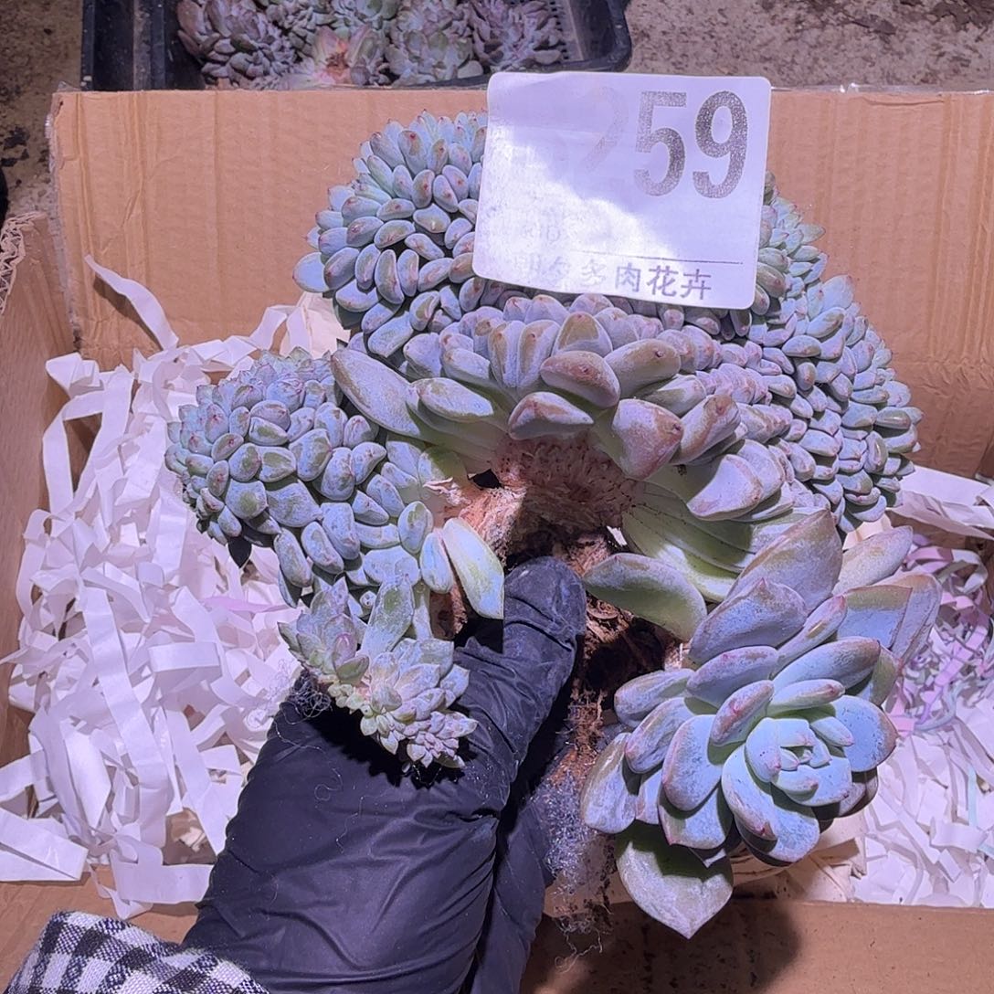 肉***）星影缀化呀呀呀呀