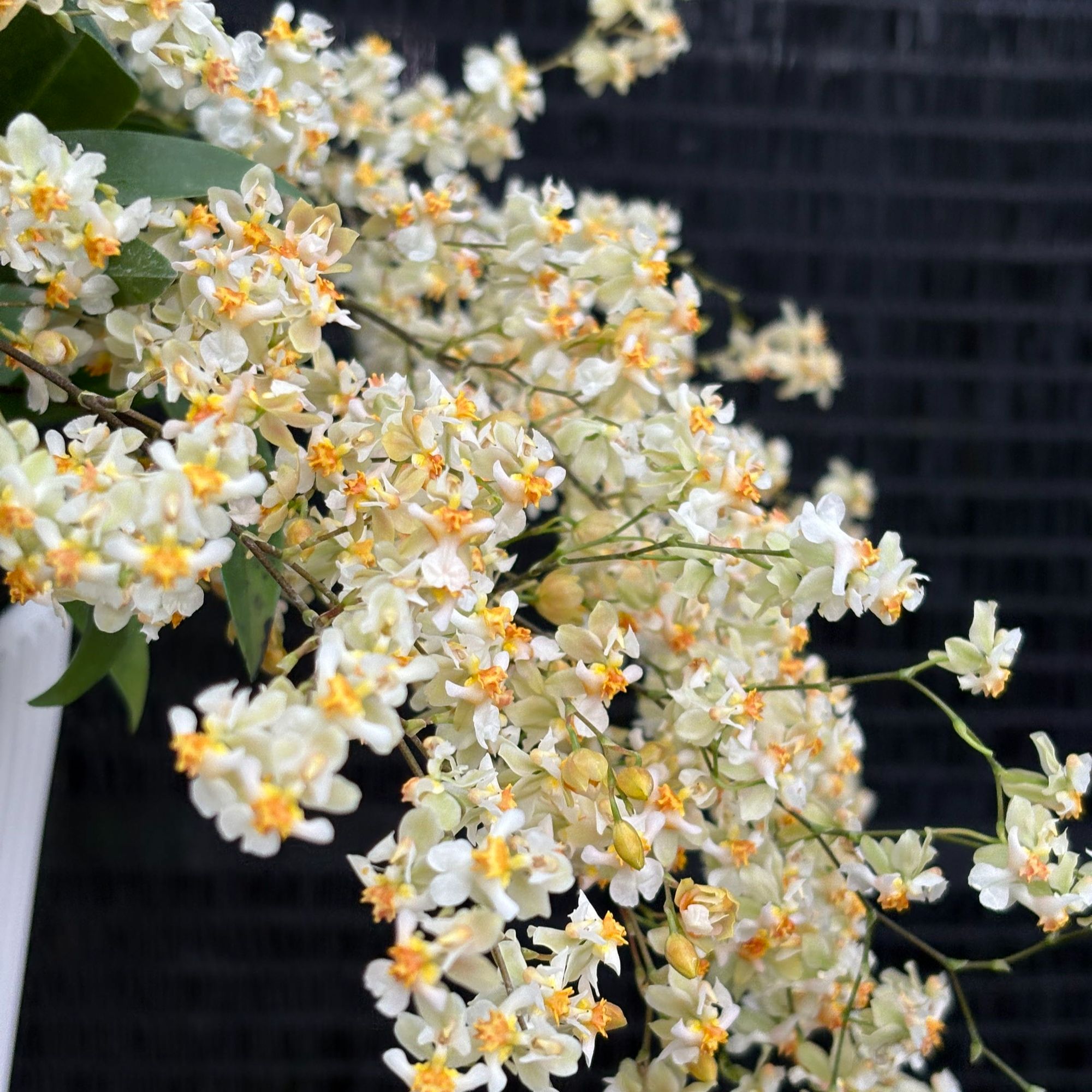 奶油白 4-6支花箭 盆栽兰花  香水文心兰  （0度以下拍保温）