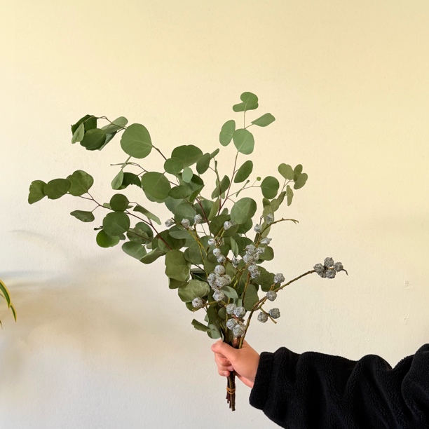 【尤加利果+圆叶子】 ins风拍照上镜鲜切花材可做干花云南基地直发