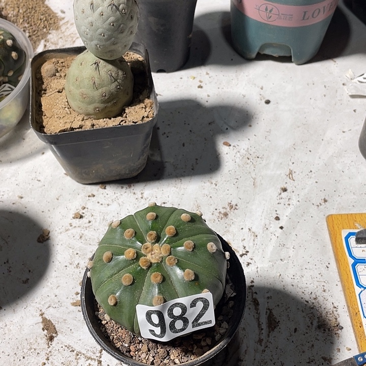 琉璃高荣982线球仙人球