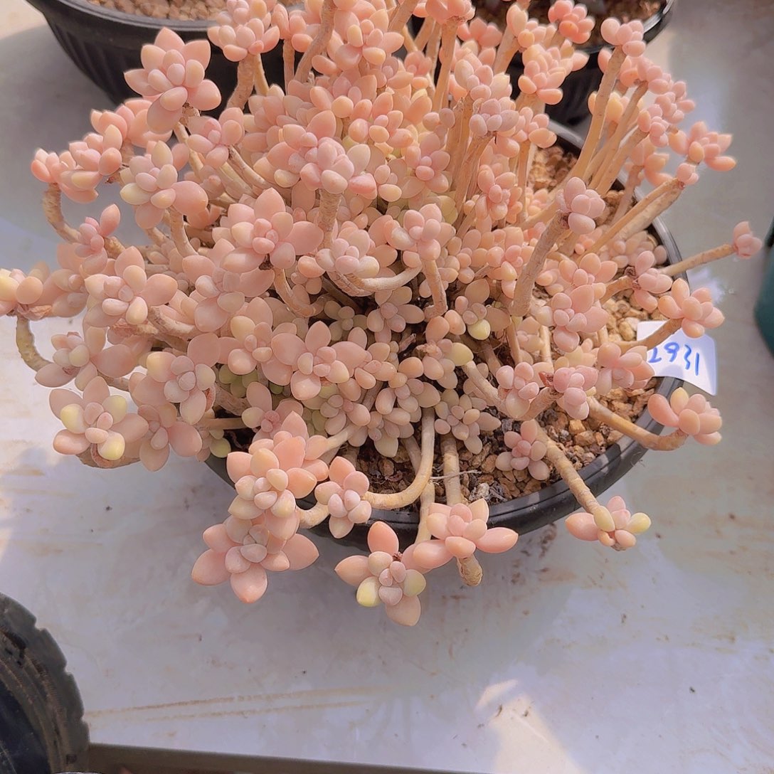 2931奶酪蛋糕多肉植物