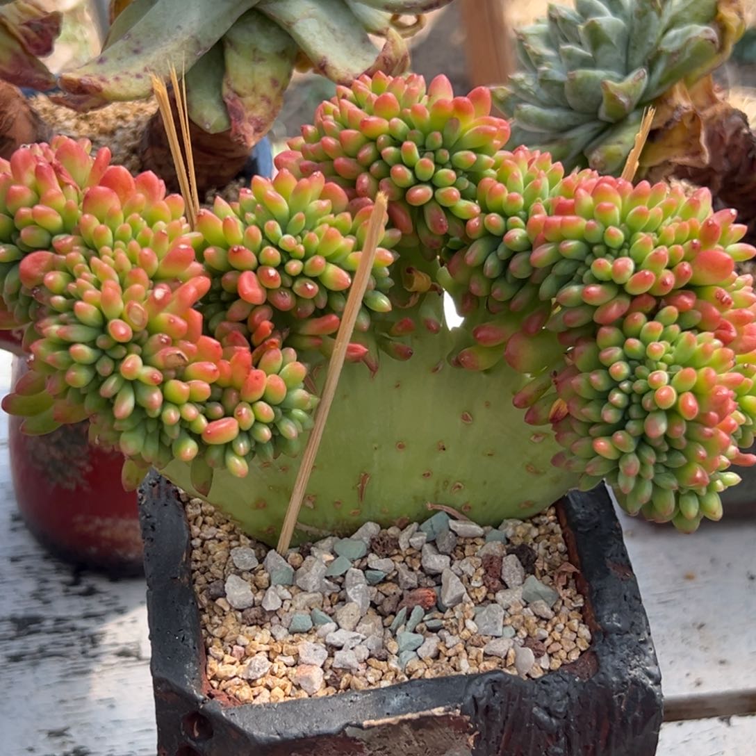 多肉植物一物一拍