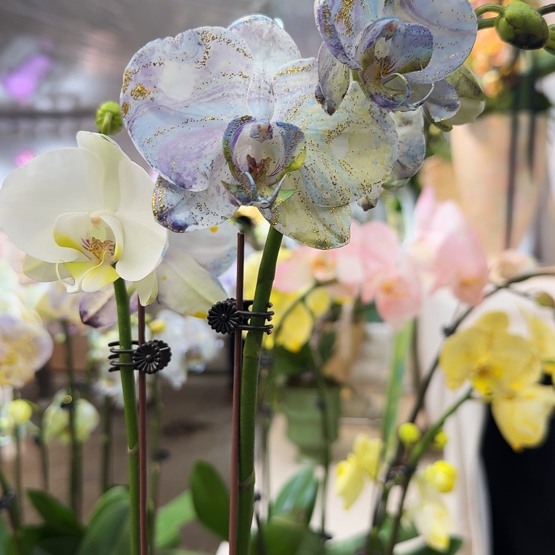 完全开放一物一拍