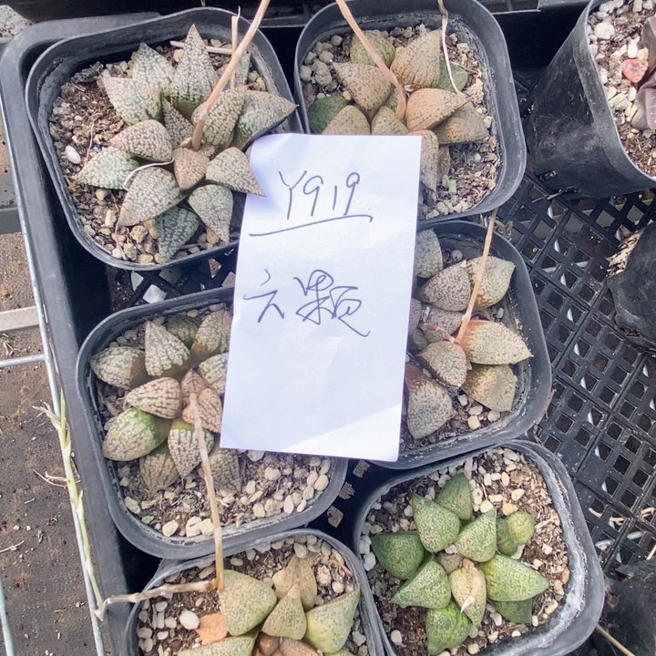 919。 六棵福利。   